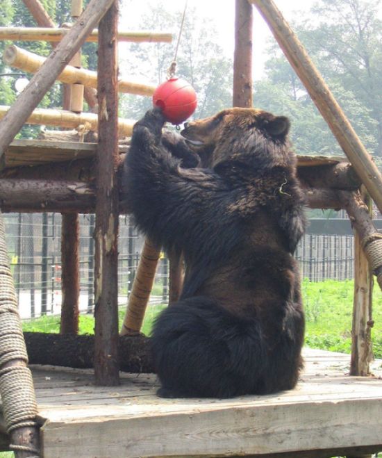 Медведь, спасенный с желчной фермы в Китае (8 фото)