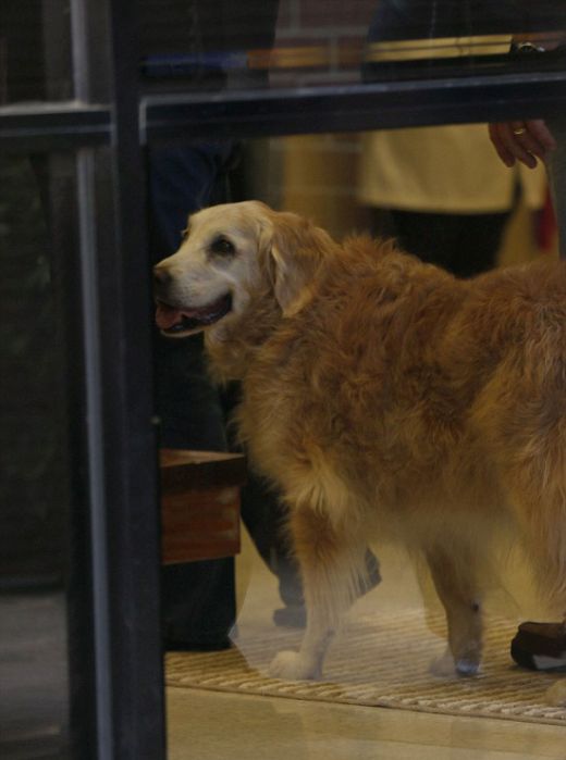 В США простились с последней собакой, искавшей жертв теракта 11 сентября 2001 года (10 фото)