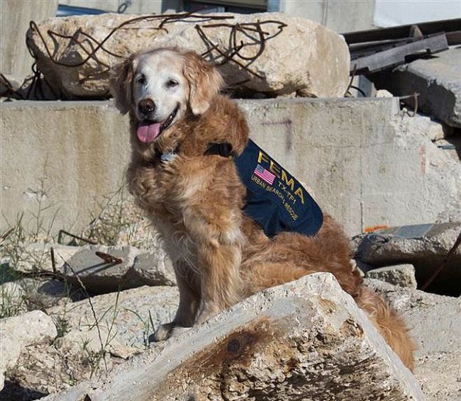 В США простились с последней собакой, искавшей жертв теракта 11 сентября 2001 года (10 фото)