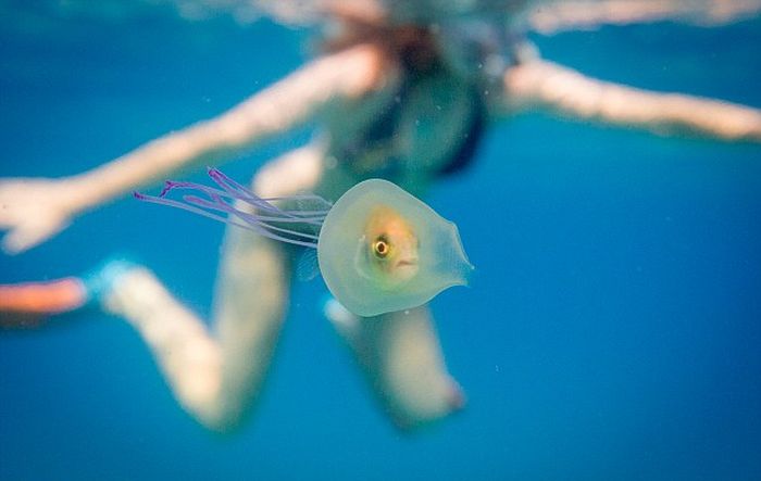 Застрявшая в медузе рыба удивила пользователей сети (2 фото)