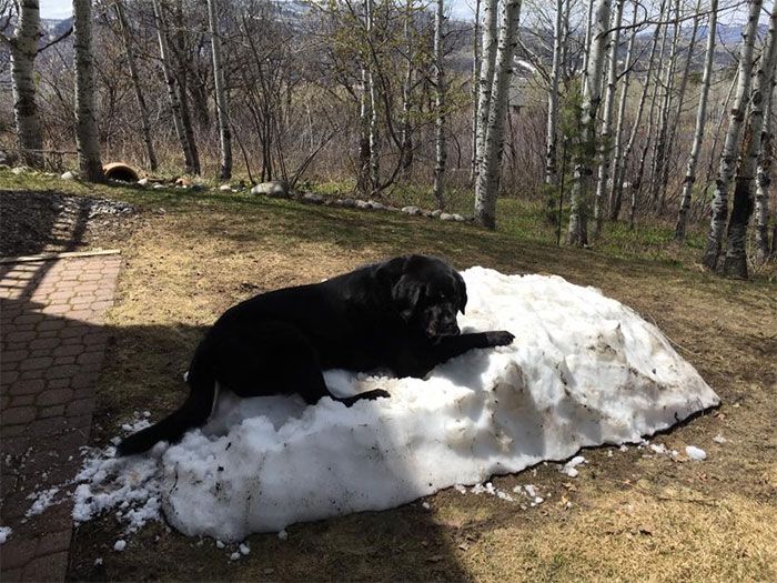 Собака, которая очень любит снег (8 фото)
