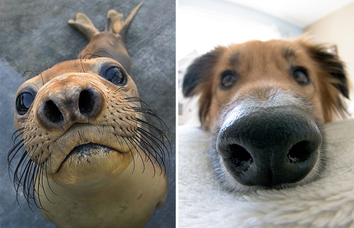 Вот почему морские котики на самом деле «морские собачки» (20 фото)