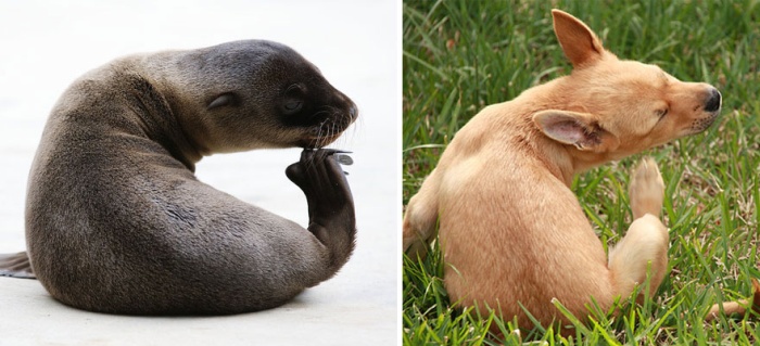 Вот почему морские котики на самом деле «морские собачки» (20 фото)