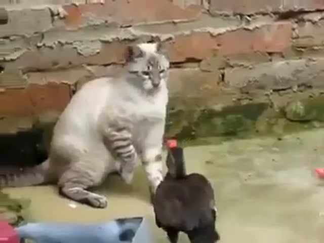 Дерзкая утка бросается на кошку