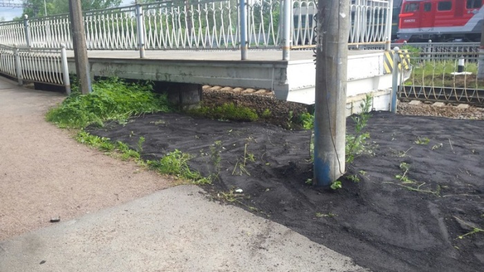 В Санкт-Петербурге асфальт уложили прямо поверх растущей травы (4 фото)
