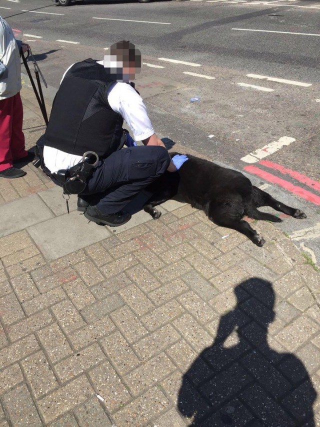 В Лондоне женщина тащила за собой мертвую собаку (9 фото)