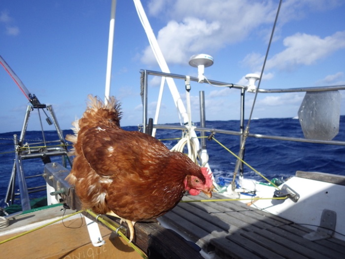 24-летний француз путешествует на яхте в компании курицы (15 фото)