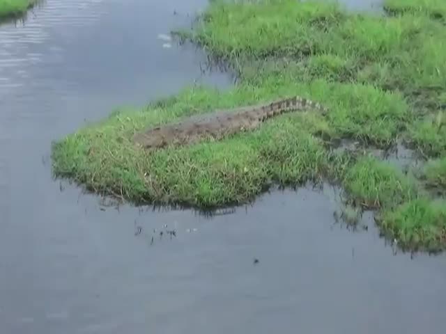 Крокодил в Ивановской области