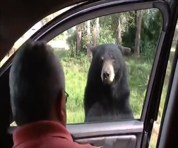 Медведь открыл дверь машины