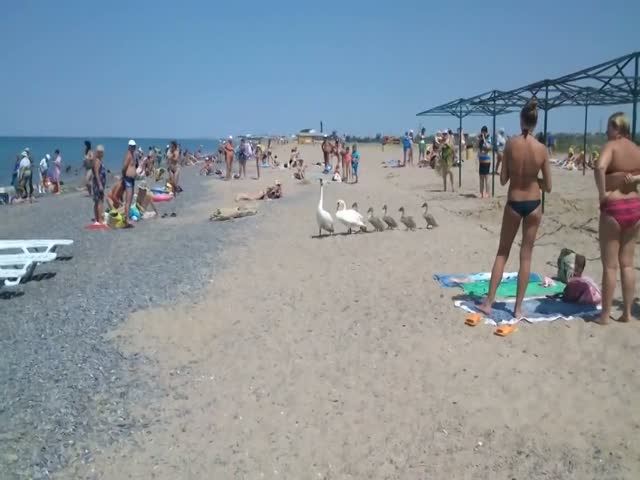 Семья лебедей пришла на пляж