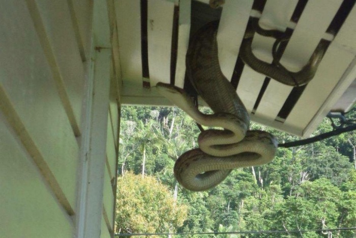 Австралийка обнаружила в своем доме 40-килограммового питона (4 фото + видео)