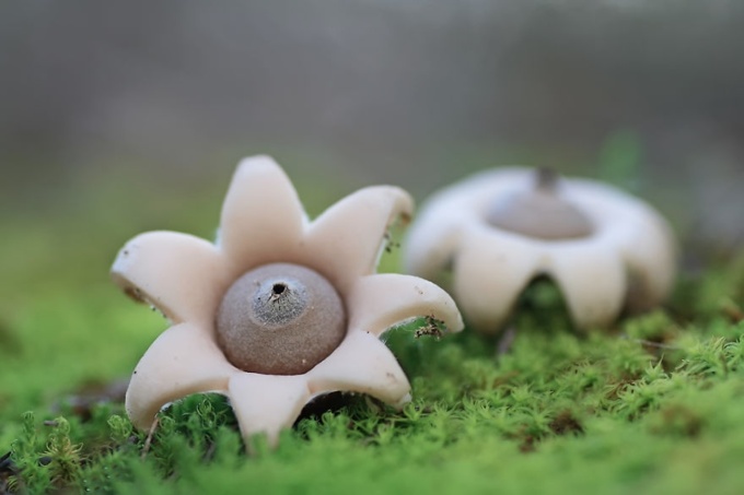 Сказочные фото грибов (31 фото)