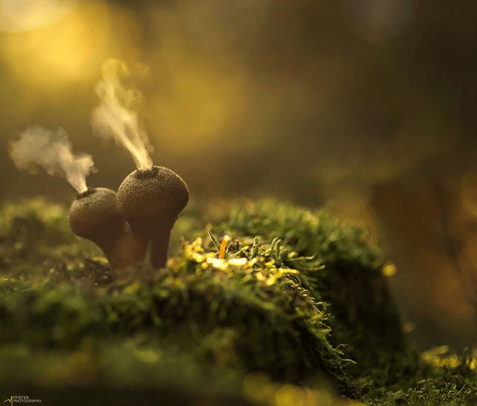 Сказочные фото грибов (31 фото)