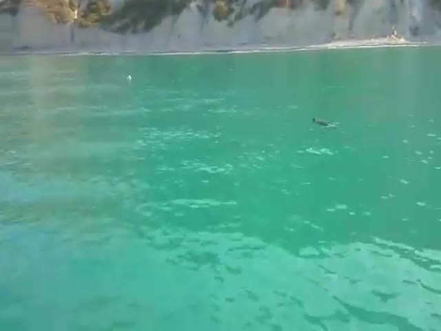 Спасение дельфина