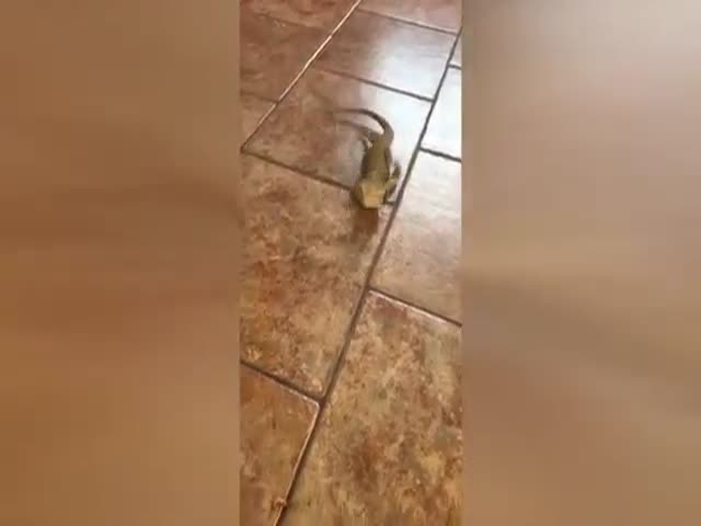 Ящерица буксует на кафельном полу