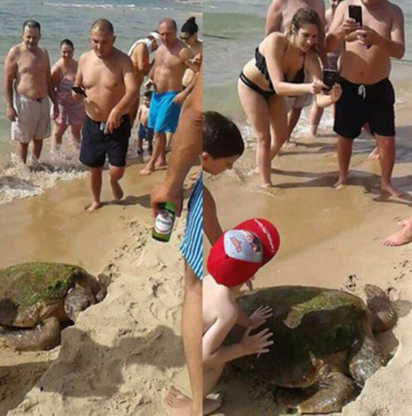 В Ливане отдыхающие до полусмерти замучили черепаху, делая с ней селфи (4 фото)