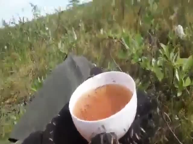 Как пить чай с комарами