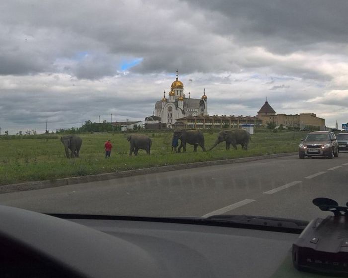 В Магнитогорске выгуливали слонов (7 фото + видео)