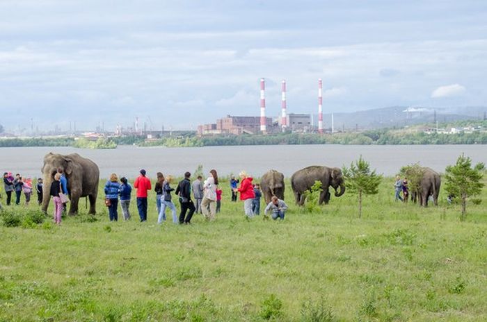 В Магнитогорске выгуливали слонов (7 фото + видео)
