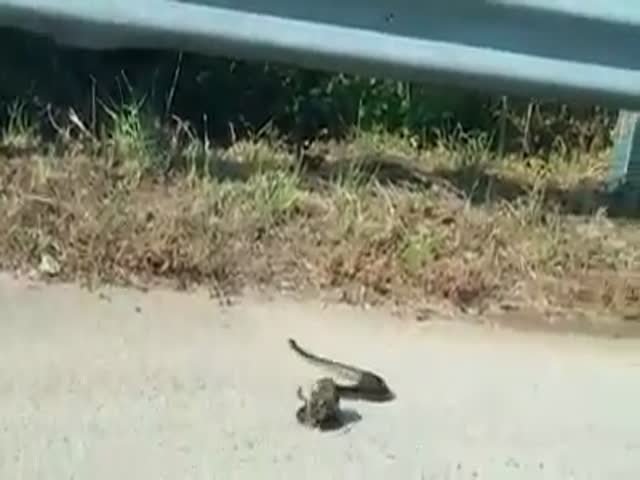 Крыса отбила своего детеныша у змеи