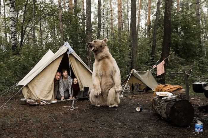 Фотосессия семьи дрессировщика Юрия Пантелеенко с ручным медведем Степаном (8 фото)