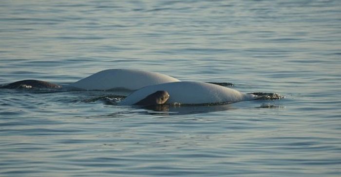 В Канаде дети спасли выброшенного на берег детеныша кита-белухи (4 фото)