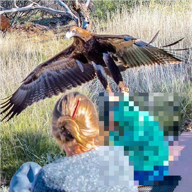 В Австралии орел напал на мальчика (фото)