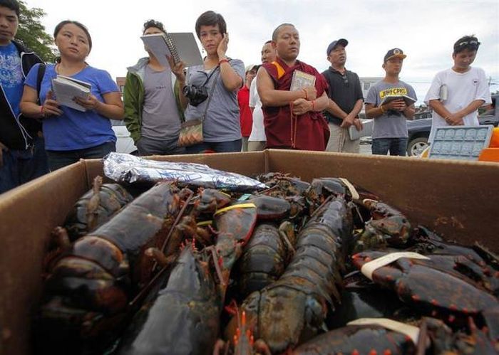 Буддийские монахи выпустили сотни омаров обратно в океан (11 фото)