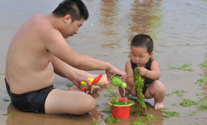 Тонны водорослей на китайском пляже (19 фото)