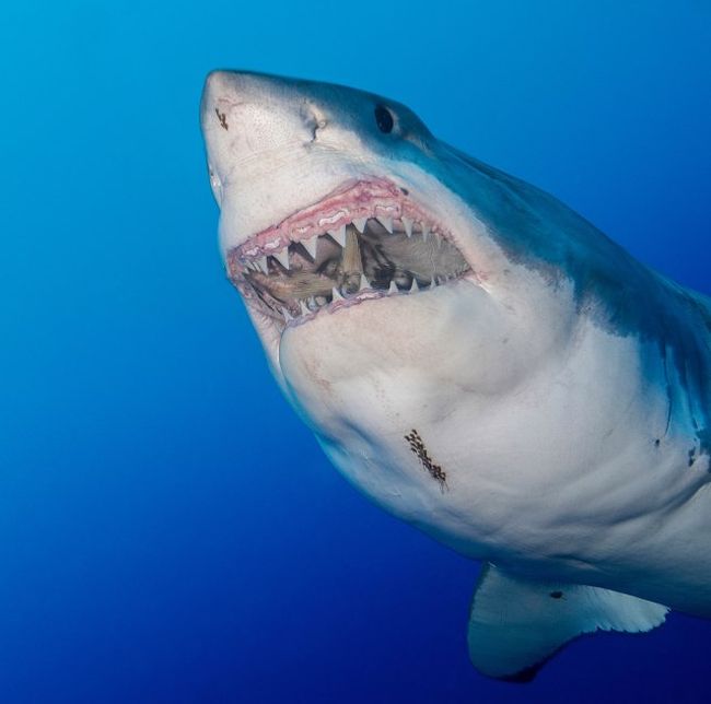 В Карибском море замечена гигантская белая акула (3 фото + видео)