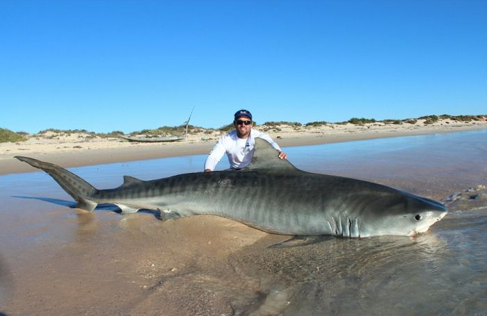 Австралийские рыбаки порыбачили на акул (11 фото)