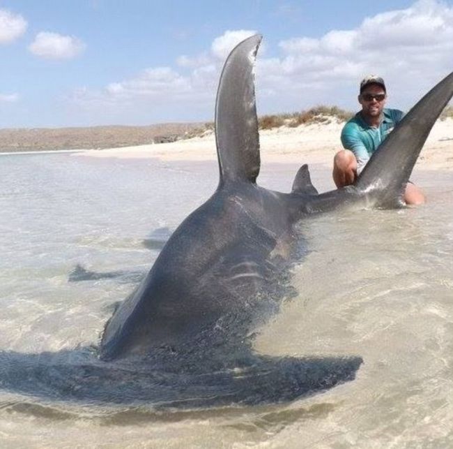 Австралийские рыбаки порыбачили на акул (11 фото)