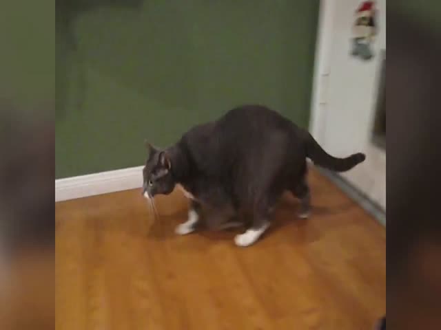 Толстый кот с трудом пролазит в дверь