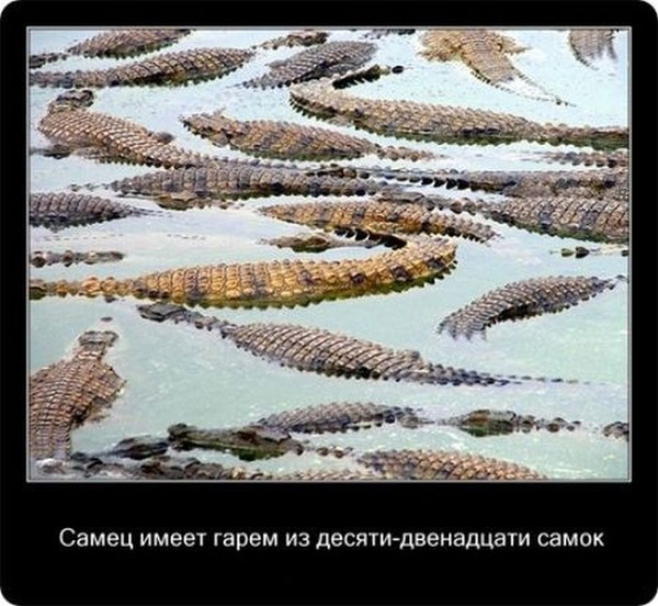 Любопытные факты о крокодилах (21 фото)