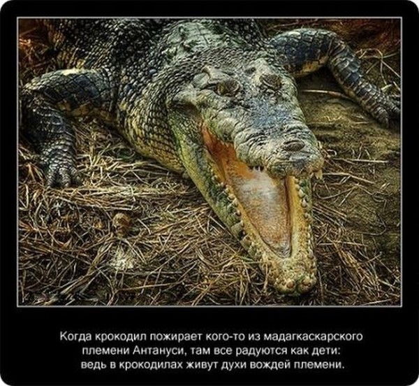 Любопытные факты о крокодилах (21 фото)