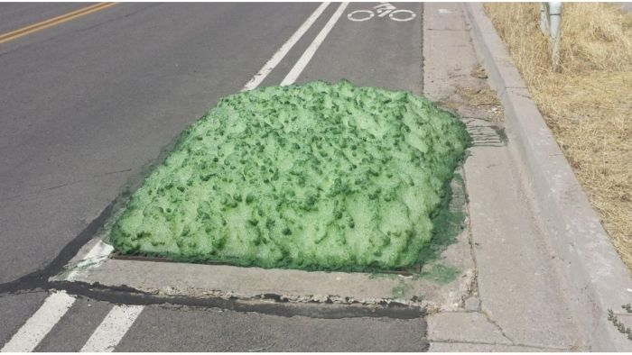 В штате Юта из канализации появилась загадочная зеленая пена (6 фото)