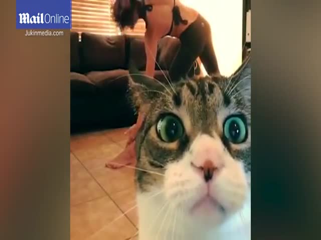 Любопытный кот помешал хозяйке записать видео