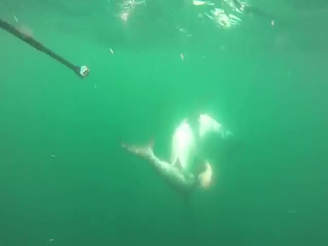 Рыбак снял на видео битву тигровой акулы с акулой-молотом