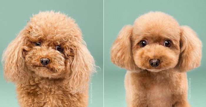 Собаки до и после стрижки (16 фото)