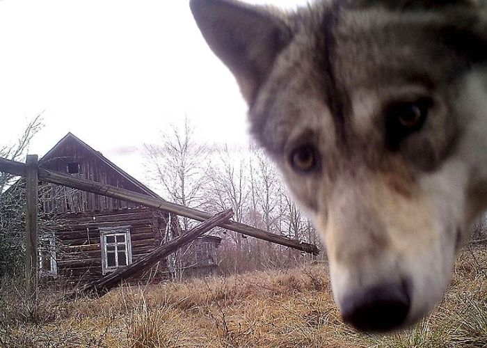 Животные зоны отчуждения Чернобыльской АЭС (17 фото)