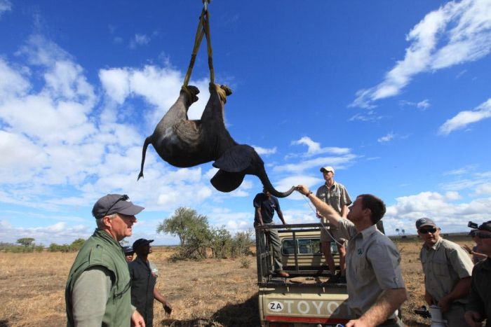 Особенности перевозки слонов (13 фото)