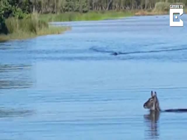 Антилопа успела ускользнуть от крокодила
