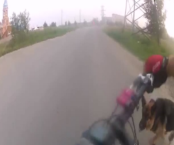 Собака напала на велосипедиста