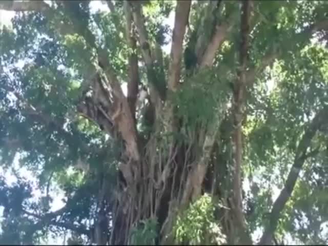 Парень нереально быстро лазит по дереву