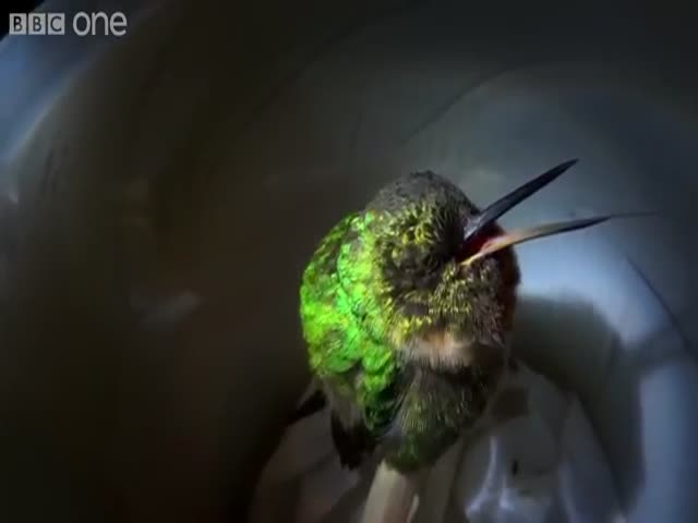Храпящая колибри