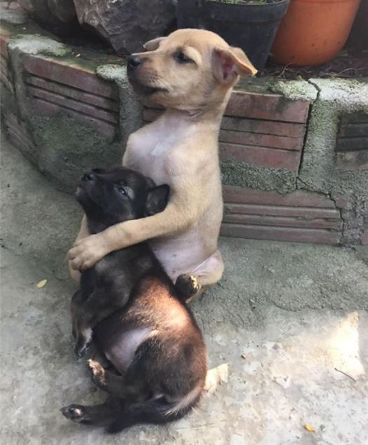Милейшие щенки заботятся друг о друге (5 фото)