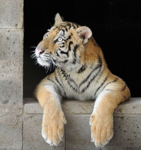 Чудесное преображение молодой тигрицы (8 фото)