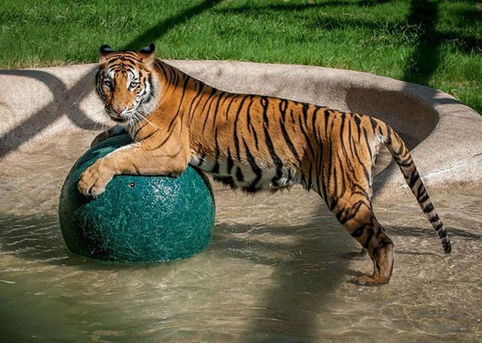 Чудесное преображение молодой тигрицы (8 фото)