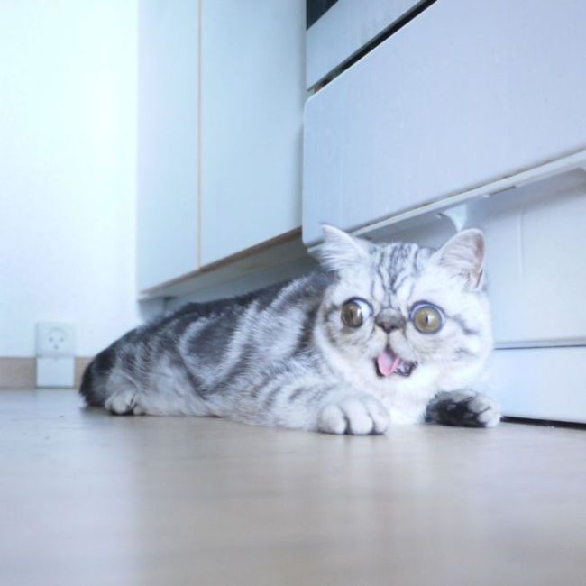 Удивленный кот по кличке Герман (5 фото)