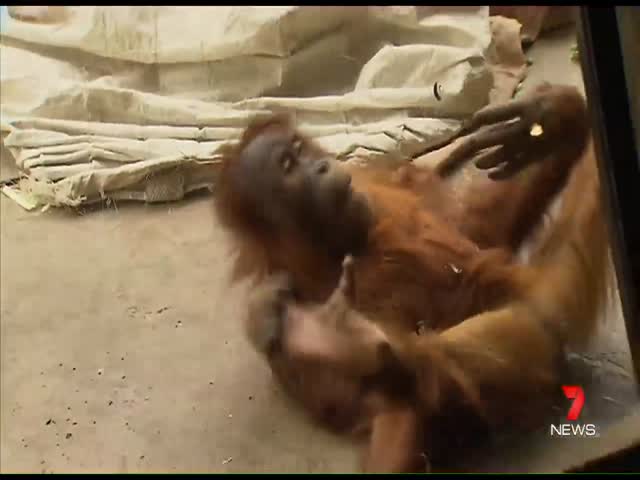 Орангутан танцует брейк-данс